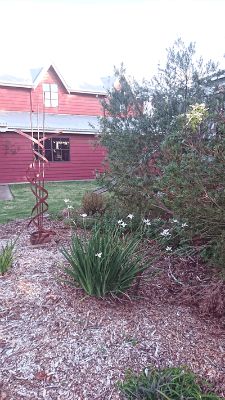 Patersonia occidentalis – Native Iris