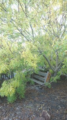 Acer, Garden in Autumn