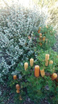 Correa Alba & Banksia
