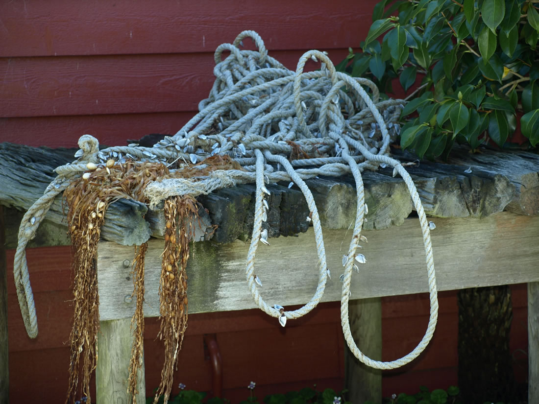 Flotsam - Frank Schooneveldt