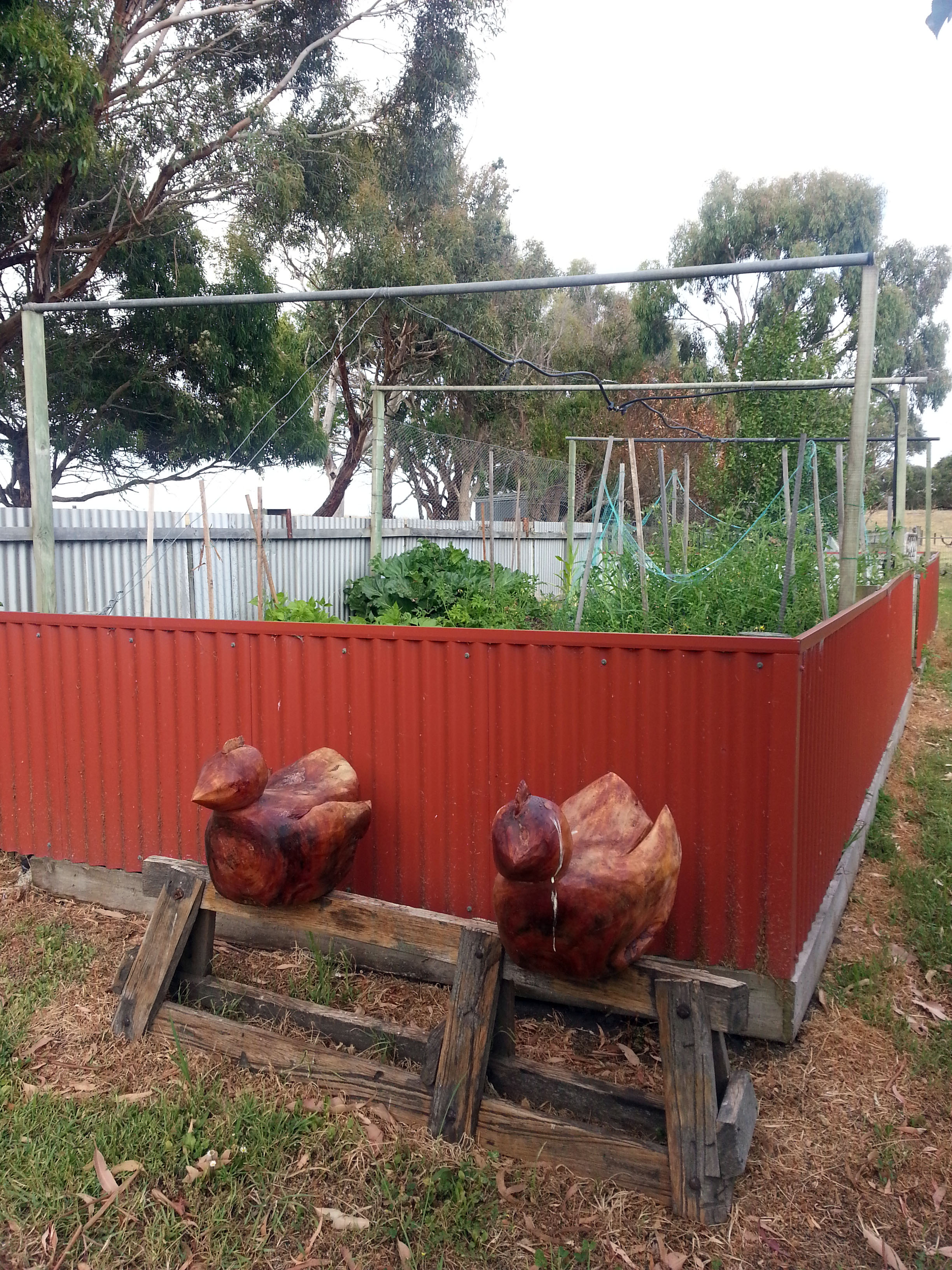 Perching hens - Helen McInnes